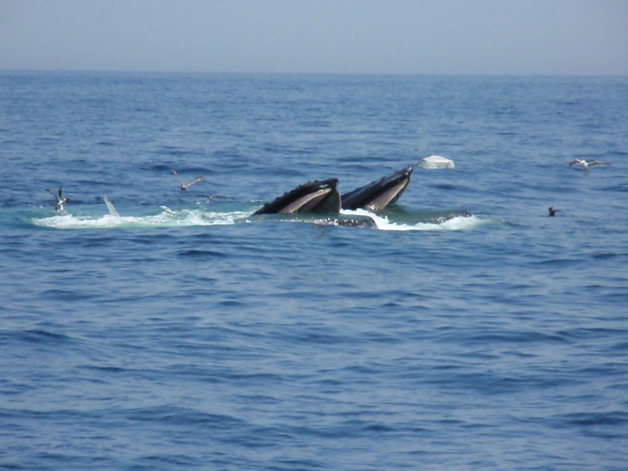 Humpbacks feeding