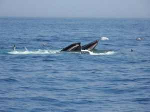 Humpbacks feeding