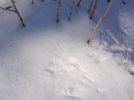 Chickadee wingprint