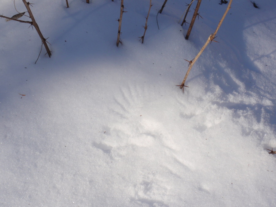 Chickadee wingprint