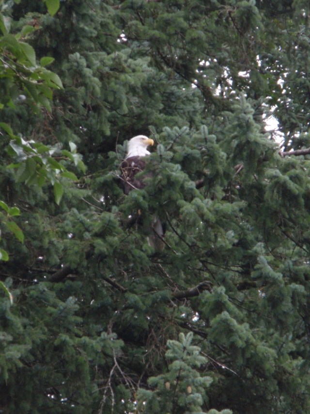 American bald eagle