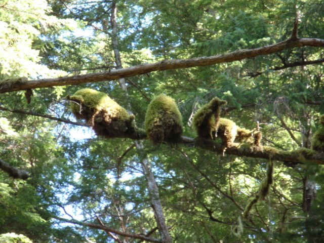 Of Moss or Men?