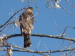 Cooper's Hawk