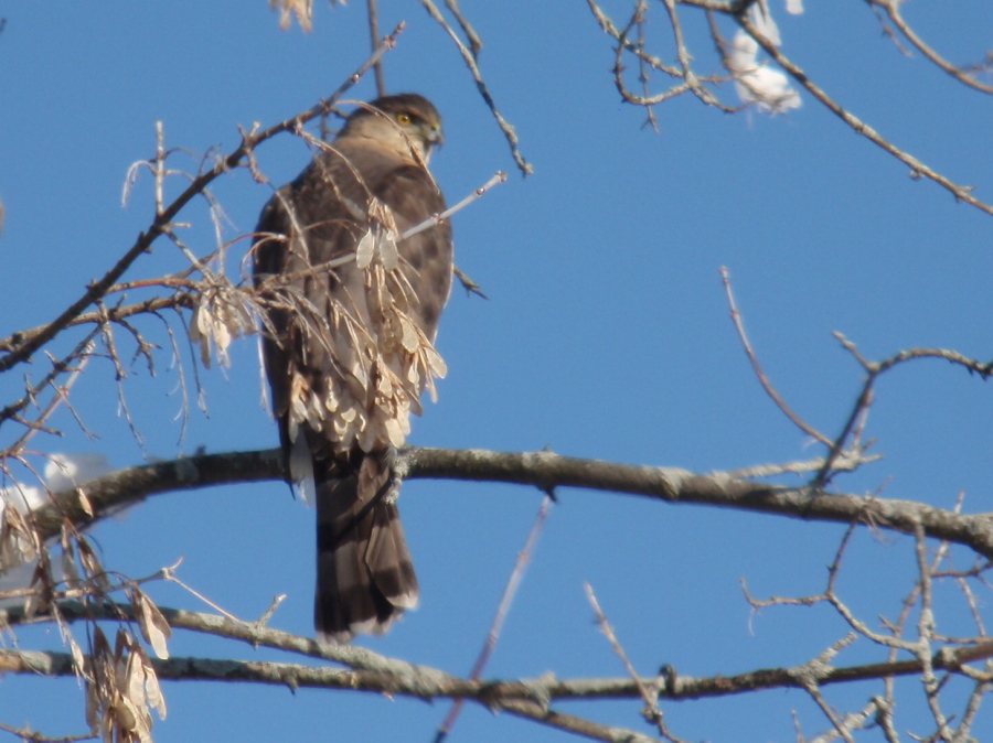 Cooper's Hawk