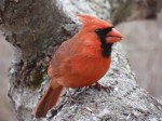 Northern Cardinal