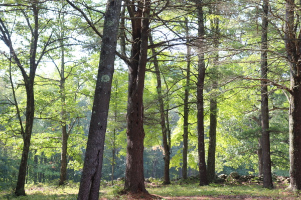 Trees backlit by sun