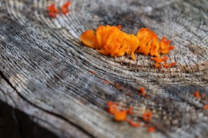 orange fungus on stump