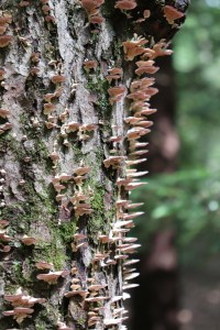 Fungus on tree trunk