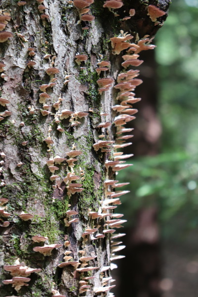 Fungus on tree trunk