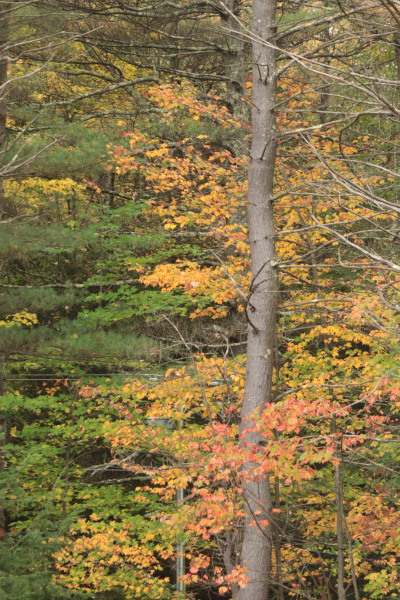 Trees with fall color