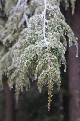 Ice coating hemlock branch