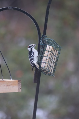 Black and white downy woodpecker on a cage of suet