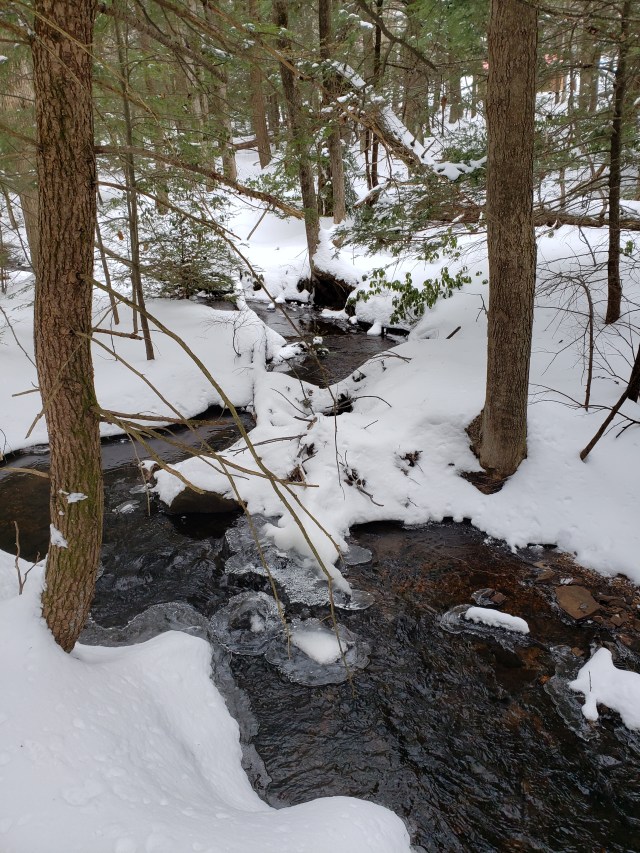 Stream and trees in snow