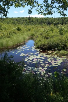 Pond with lily pads seen through trees