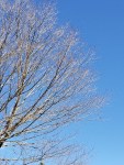 bare branches against a blue sky