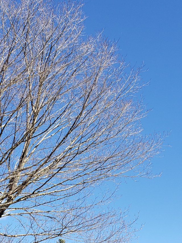 bare branches against a blue sky