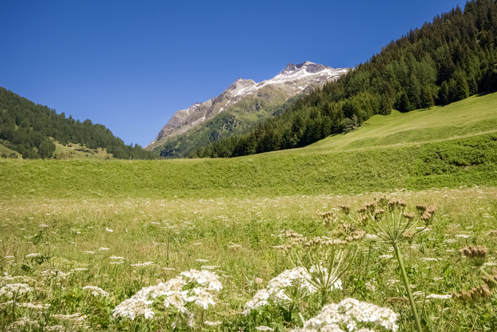 Meadow in foreground, hills behind, clear blue sky