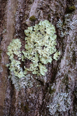green flat lichen on tree bark