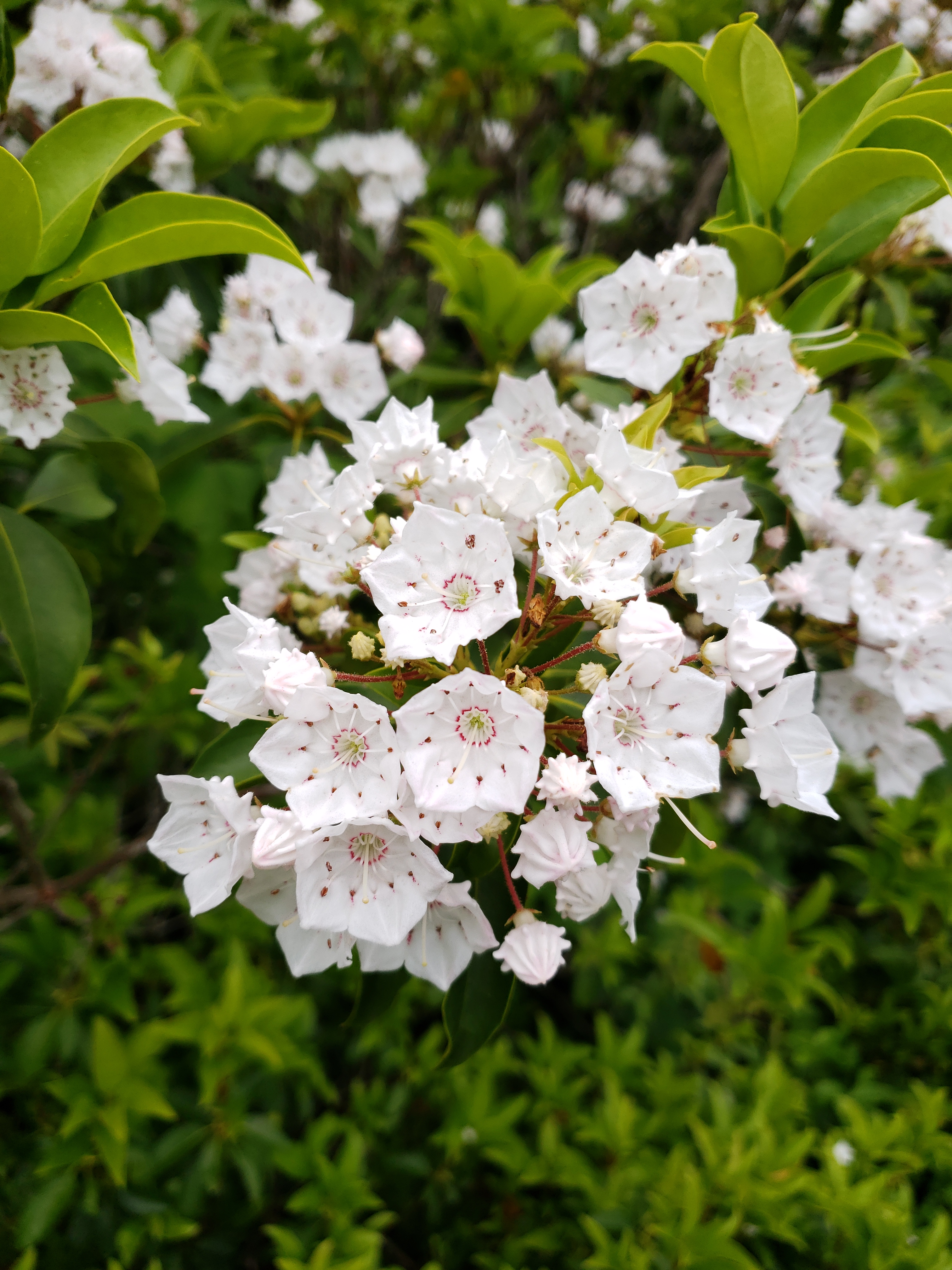 white flower of mountain laurel, with green behind