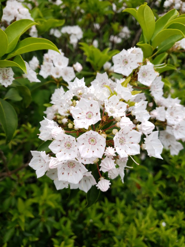 white flower of mountain laurel, with green behind