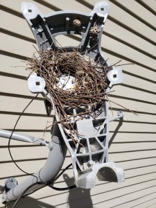 Photos shows a wreath-like circle of twigs forming a wren nest inside the back support of a satellite dish