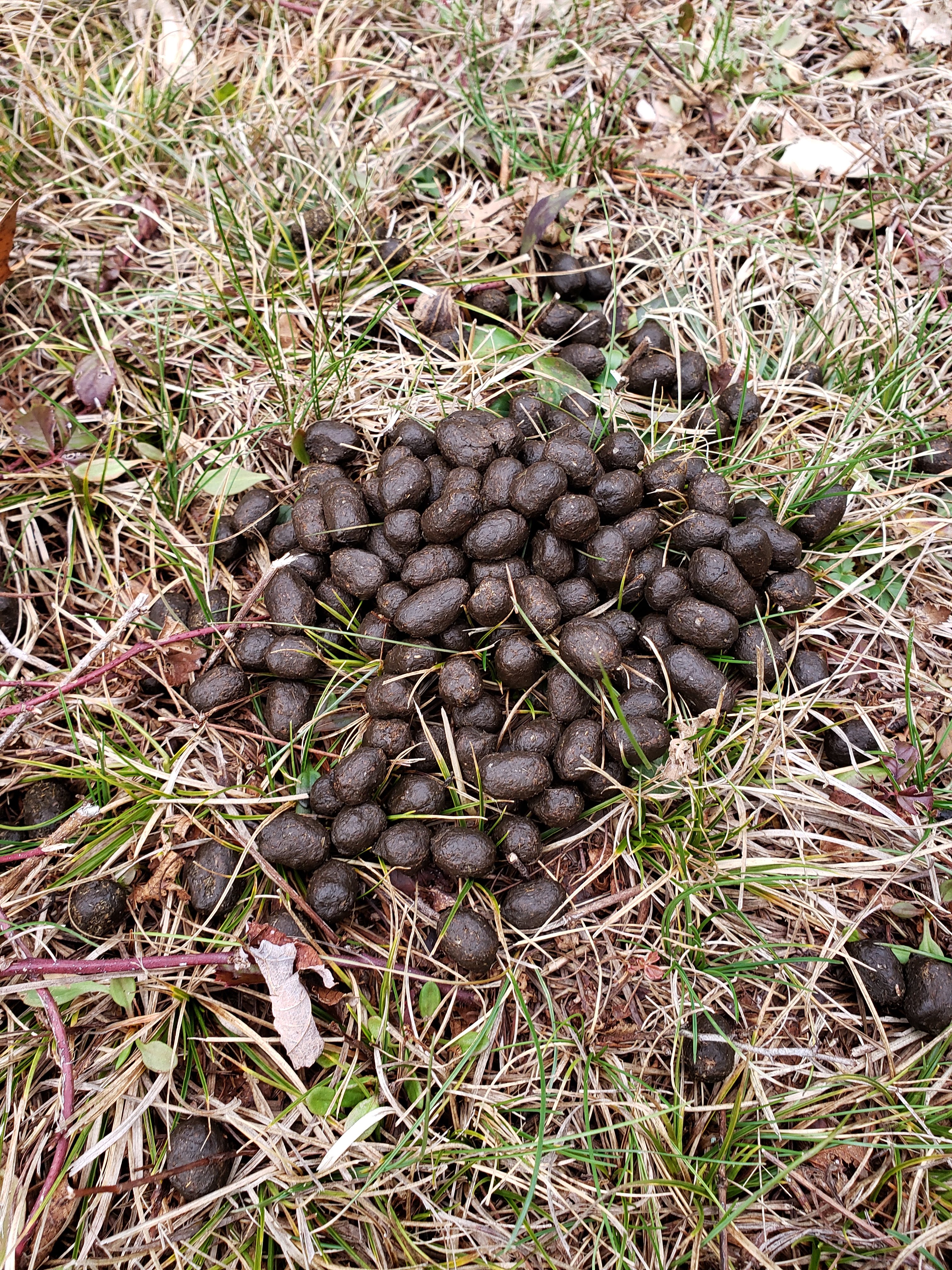 Photo shows a pile of brown ovoid pellets of deer poop, also called scat.