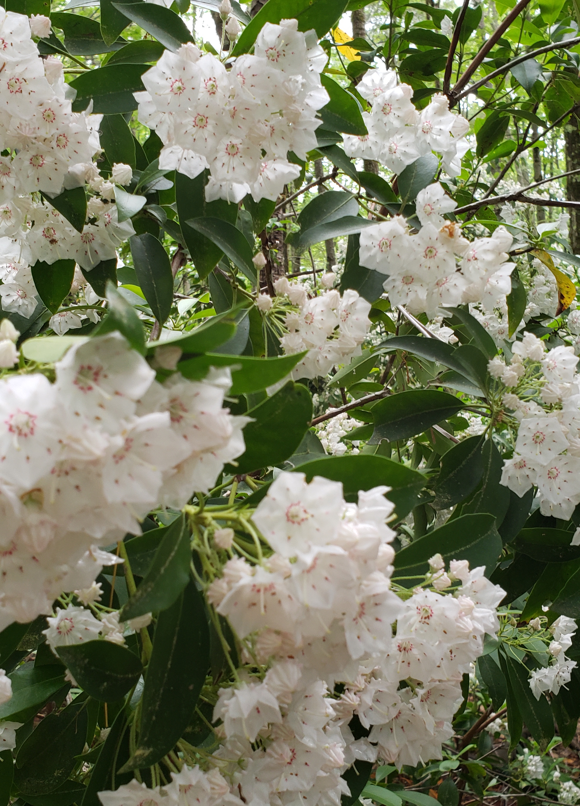 Photo shows white flowers of mountain laurel against green leaves