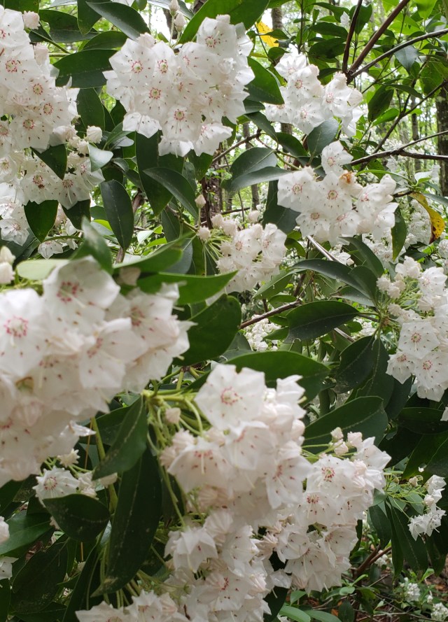 Photo shows white flowers of mountain laurel against green leaves