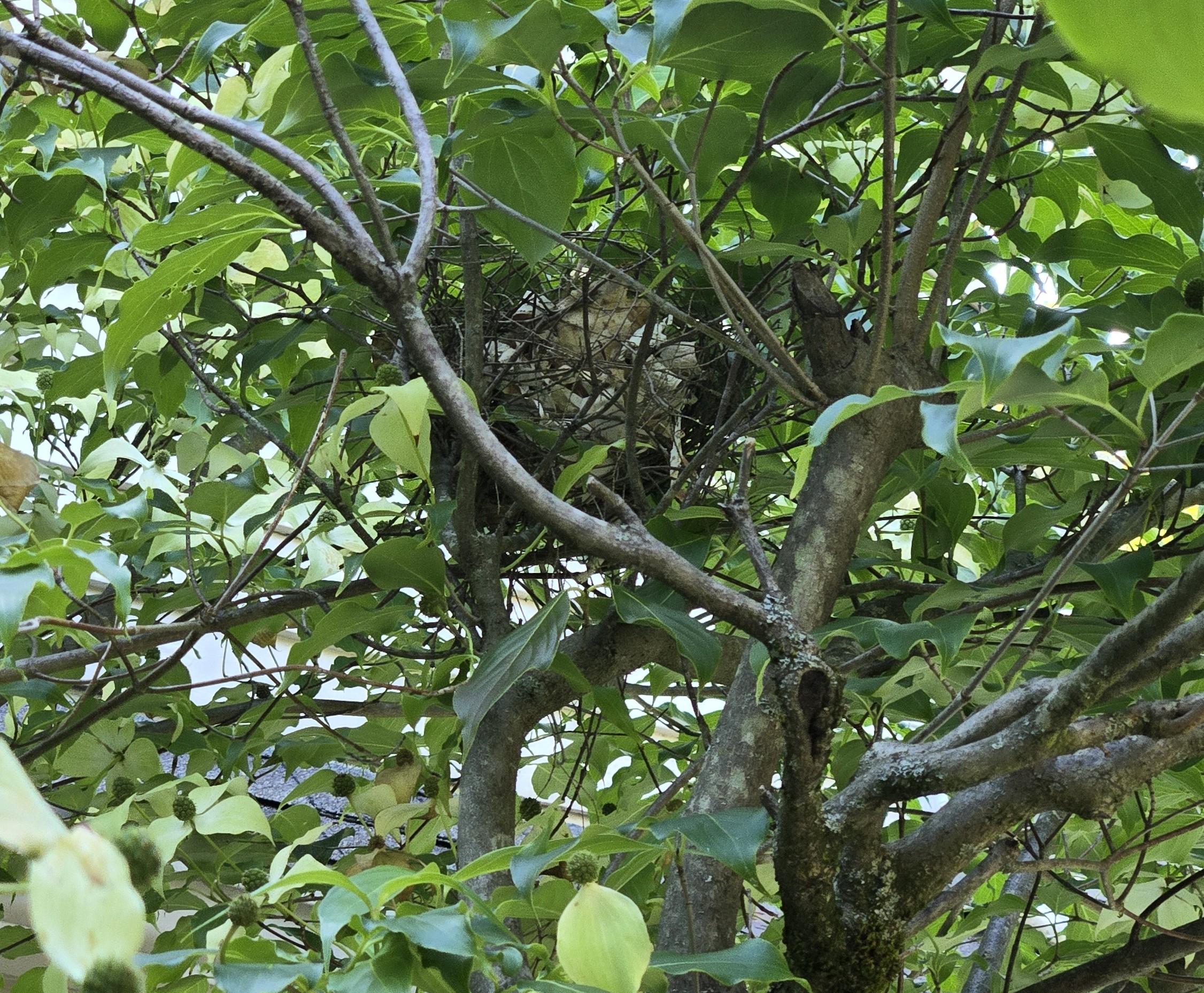 Photo shows a mass of leaves, birch bark, and twigs to form a cardinal's nest