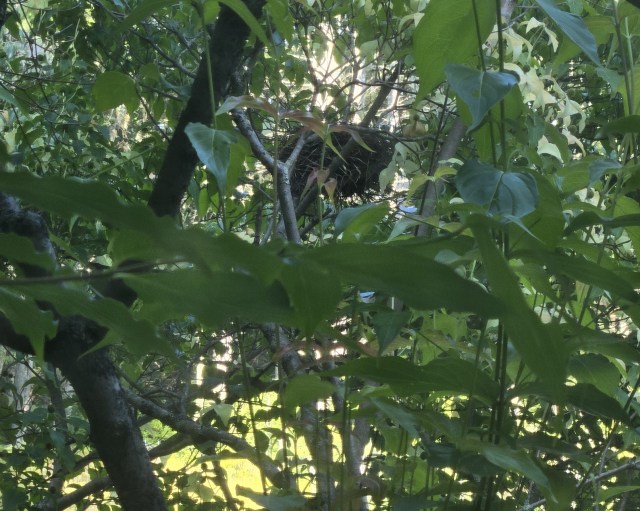 Photo shows a mass of grass and dried mud from a robin's nest.