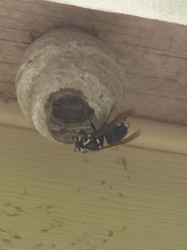 A crappy photo of a bald-faced hornet building a nest that is not enhanced by AI.