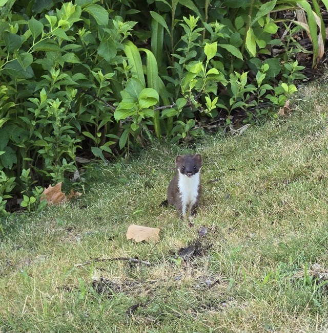 Photo shows a, likely, long-tailed weasel. Small furry mammal, brown with white on chest and belly, staring at the camera. Cute button eyes.